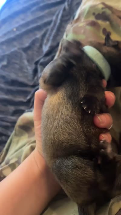Mint Male , a male Belgian Malinois and German Shepherd Dog for sale in Saint Robert, MO – 3 of 3
