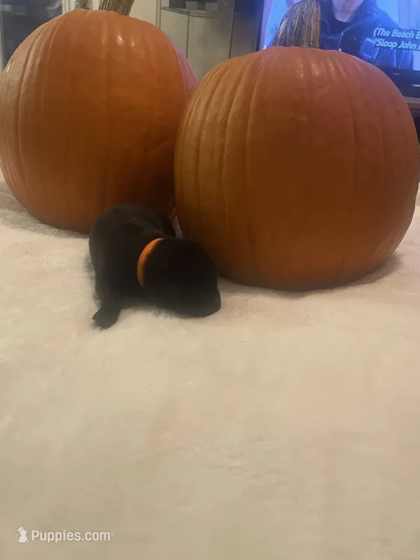 Orange Male  – Belgian Malinois, German Shepherd Dog puppy for sale in Saint Robert, MO
