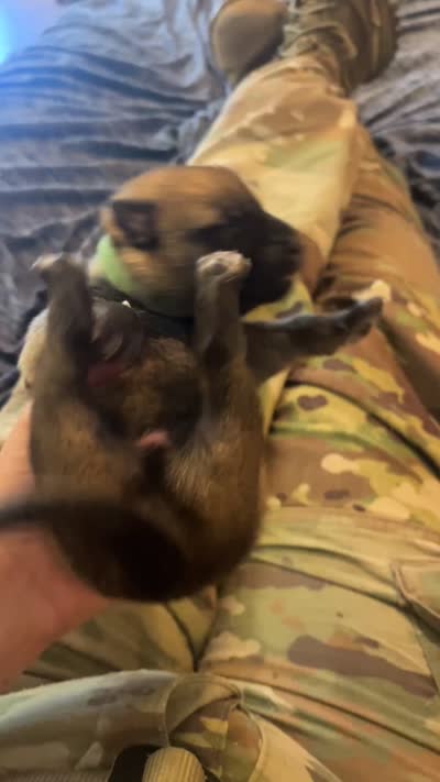 Green Male, a male Belgian Malinois and German Shepherd Dog for sale in Saint Robert, MO – 3 of 3