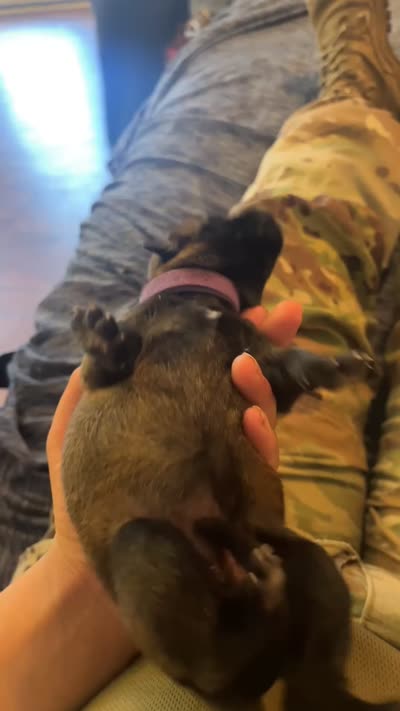 Purple Female , a female Belgian Malinois and German Shepherd Dog for sale in Saint Robert, MO – 3 of 3