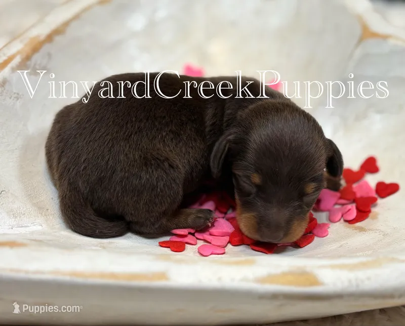 Wilson – Miniature Dachshund puppy for sale in Marshfield, MO
