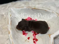 Wilson, a male Miniature Dachshund for sale in Marshfield, MO – Photo 6 of 6