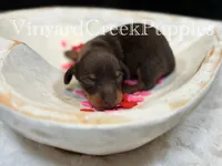 Wilson, a male Miniature Dachshund for sale in Marshfield, MO – Photo 2 of 6
