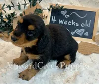 Rev-long hair, a male Miniature Dachshund for sale in Marshfield, MO – 6 of 9