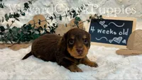 Milo-long hair, a male Miniature Dachshund for sale in Marshfield, MO – 2 of 9
