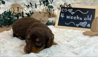 Milo-long hair, a male Miniature Dachshund for sale in Marshfield, MO – 3 of 9