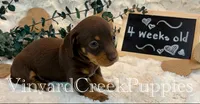 Wilson, a male Miniature Dachshund for sale in Marshfield, MO – 3 of 7