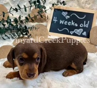 Remi, a female Miniature Dachshund for sale in Marshfield, MO – 7 of 8
