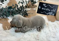 Maverick, a male Miniature Dachshund for sale in Marshfield, MO – 2 of 8