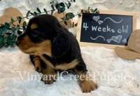 Rev-long hair, a male Miniature Dachshund for sale in Marshfield, MO – 2 of 9