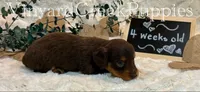 Milo-long hair, a male Miniature Dachshund for sale in Marshfield, MO – 7 of 9