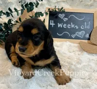 Rev-long hair, a male Miniature Dachshund for sale in Marshfield, MO – 9 of 9