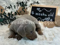 Maverick, a male Miniature Dachshund for sale in Marshfield, MO – 3 of 8