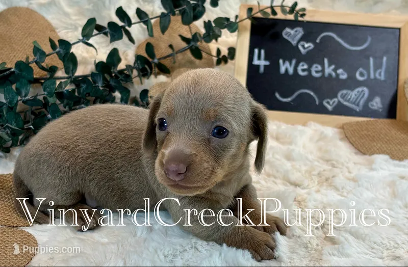 Maverick – Miniature Dachshund puppy for sale in Marshfield, MO