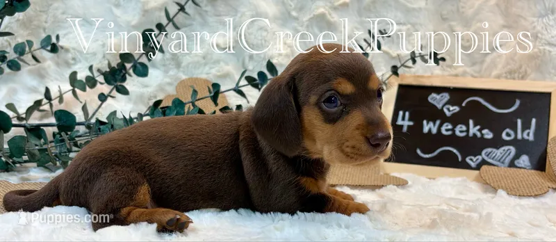 Remi – Miniature Dachshund puppy for sale in Marshfield, MO