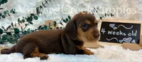 Remi, a female Miniature Dachshund for sale in Marshfield, MO – 1 of 8