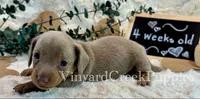 Maverick, a male Miniature Dachshund for sale in Marshfield, MO – 5 of 8