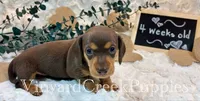 Remi, a female Miniature Dachshund for sale in Marshfield, MO – 4 of 8
