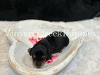 Rev, a male Miniature Dachshund for sale in Marshfield, MO – Photo 1 of 4