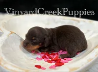 Wilson, a male Miniature Dachshund for sale in Marshfield, MO – Photo 4 of 6