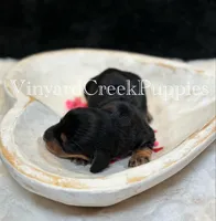 Rev, a male Miniature Dachshund for sale in Marshfield, MO – Photo 3 of 4