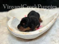 Rev, a male Miniature Dachshund for sale in Marshfield, MO – Photo 2 of 4