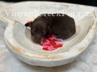 Wilson, a male Miniature Dachshund for sale in Marshfield, MO – Photo 3 of 6