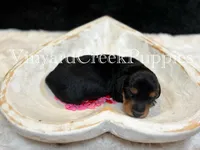 Rev, a male Miniature Dachshund for sale in Marshfield, MO – Photo 4 of 4