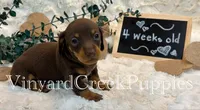 Wilson, a male Miniature Dachshund for sale in Marshfield, MO – 7 of 7