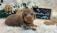 Blaze-long hair, a male Miniature Dachshund for sale in Marshfield, MO – 2 of 9
