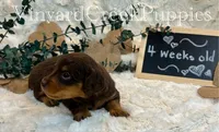 Milo-long hair, a male Miniature Dachshund for sale in Marshfield, MO – 4 of 9