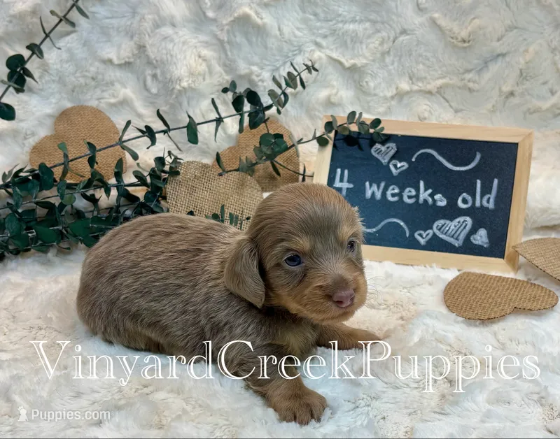 Blaze-long hair – Miniature Dachshund puppy for sale in Marshfield, MO