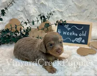 Blaze-long hair, a male Miniature Dachshund for sale in Marshfield, MO – 1 of 9