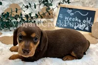 Remi, a female Miniature Dachshund for sale in Marshfield, MO – 5 of 8