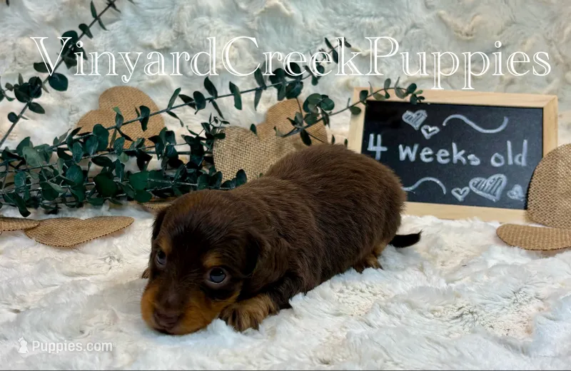 Milo-long hair – Miniature Dachshund puppy for sale in Marshfield, MO