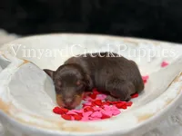 Milo, a male Miniature Dachshund for sale in Marshfield, MO – Photo 2 of 6