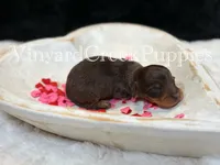 Milo, a male Miniature Dachshund for sale in Marshfield, MO – Photo 3 of 6