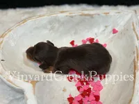 Milo, a male Miniature Dachshund for sale in Marshfield, MO – Photo 6 of 6