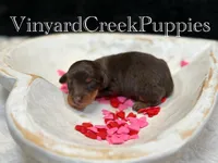 Milo, a male Miniature Dachshund for sale in Marshfield, MO – Photo 4 of 6