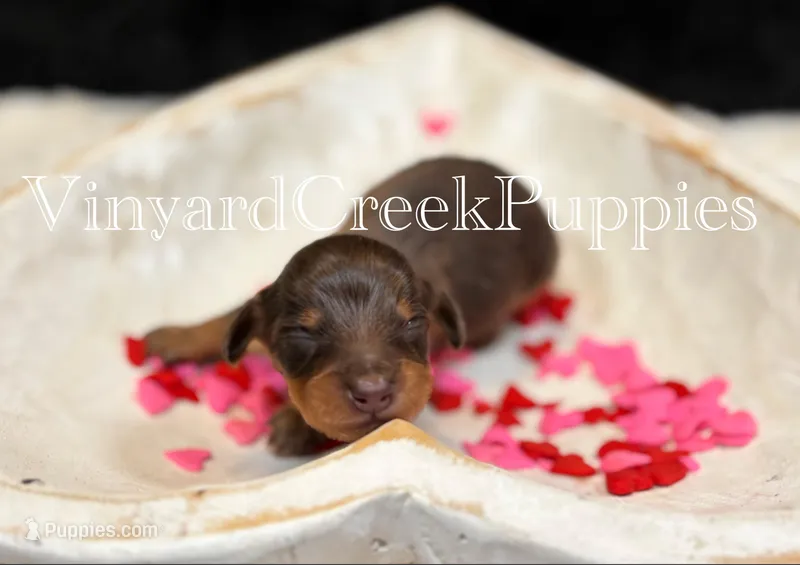 Milo – Miniature Dachshund puppy for sale in Marshfield, MO