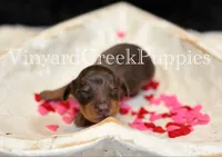 Milo, a male Miniature Dachshund for sale in Marshfield, MO – Photo 1 of 6