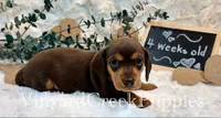 Remi, a female Miniature Dachshund for sale in Marshfield, MO – 2 of 8