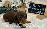 Wilson, a male Miniature Dachshund for sale in Marshfield, MO – 6 of 7