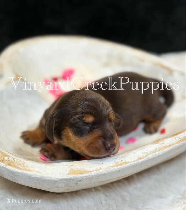 Remi – Miniature Dachshund puppy for sale in Marshfield, MO