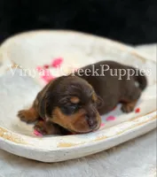 Remi, a female Miniature Dachshund for sale in Marshfield, MO – Photo 1 of 5