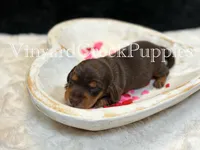 Remi, a female Miniature Dachshund for sale in Marshfield, MO – Photo 4 of 5