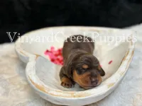 Remi, a female Miniature Dachshund for sale in Marshfield, MO – Photo 3 of 5
