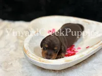 Remi, a female Miniature Dachshund for sale in Marshfield, MO – Photo 2 of 5