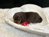 Remi, a female Miniature Dachshund for sale in Marshfield, MO – Photo 5 of 5