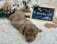 Blaze-long hair, a male Miniature Dachshund for sale in Marshfield, MO – 8 of 9